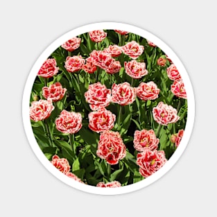 Red Fringed Tulips Magnet